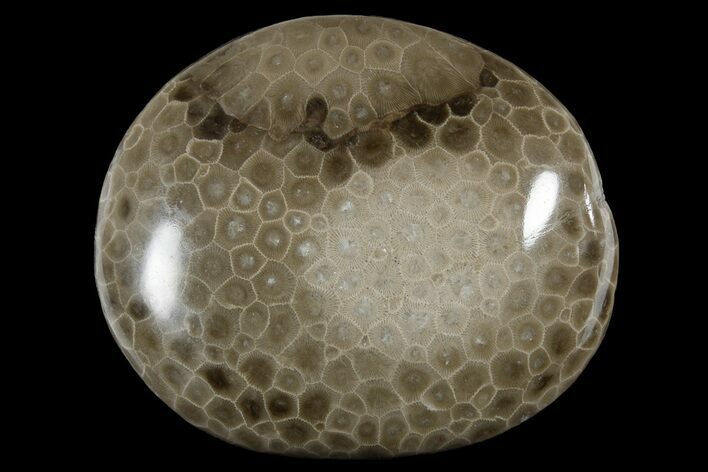 Polished Petoskey Stone (Fossil Coral) - Michigan #177201